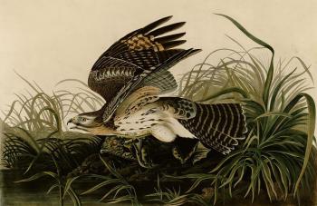 John James Audubon : Winter hawk